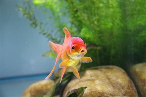 只養一隻魚|適合新手養魚品種 : 6種入門淡水魚